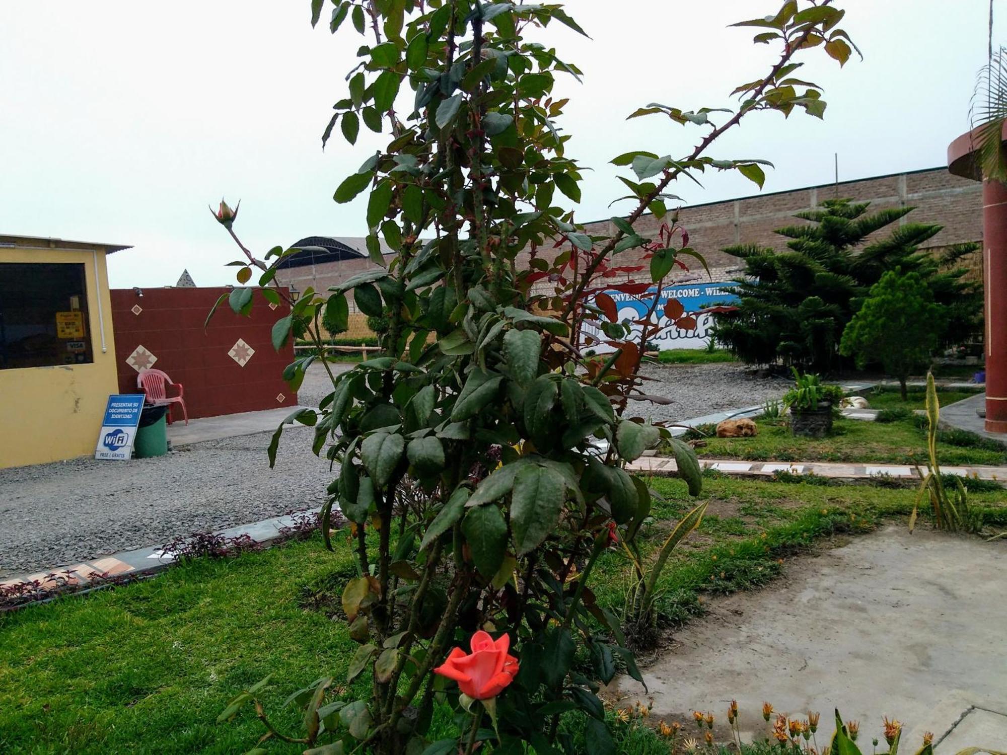 Motel Sahara Suites Barranca Dış mekan fotoğraf